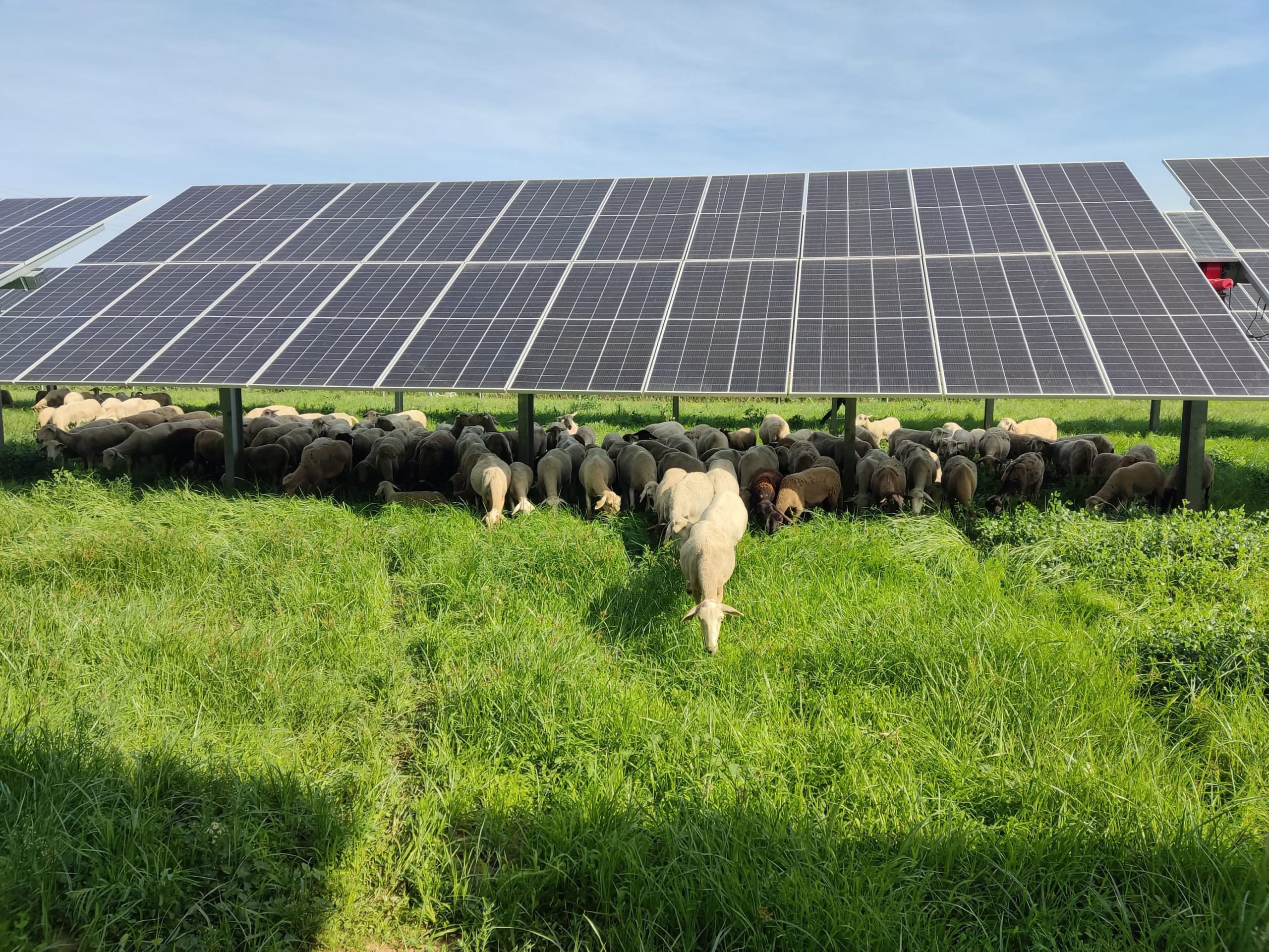 Planta fotovoltaica con ovejas bajo el principio de Ecovoltaica