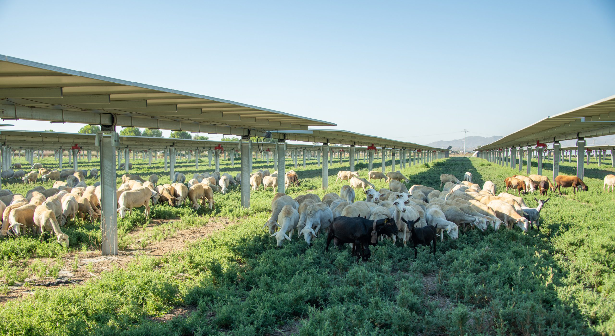 Planta fotovoltaica de Soltec con ovejas pastando