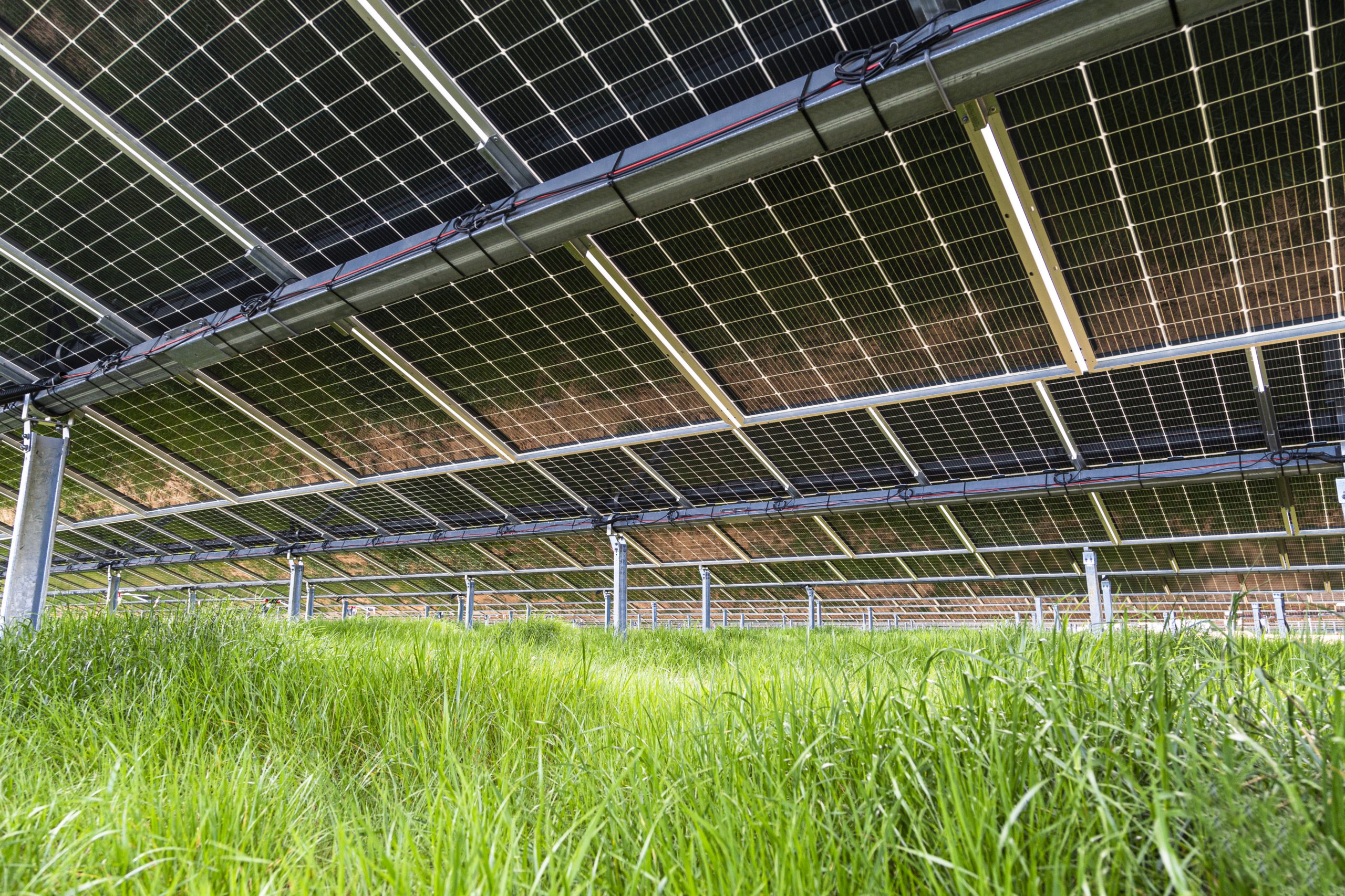 Paneles solares de un proyecto fotovoltaico de Soltec en un terreno cubierto de hierba.